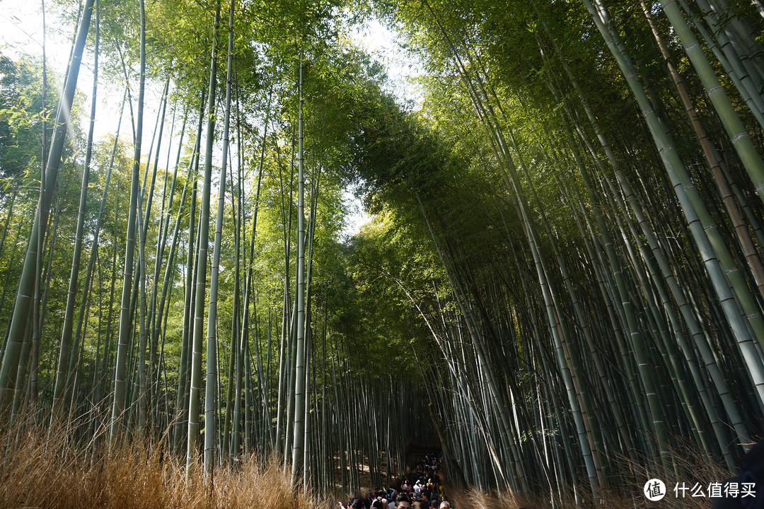 #剁主计划-广州#一个人的旅行：一个广东吃货的日本关西地区（大阪、京都、奈良）樱花季8日自由行（附关西地区行程规划路线和交通详细讲解攻略）