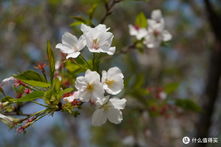 一个佳能党眼中的SONY 索尼 A7M3(ILCE-7M3