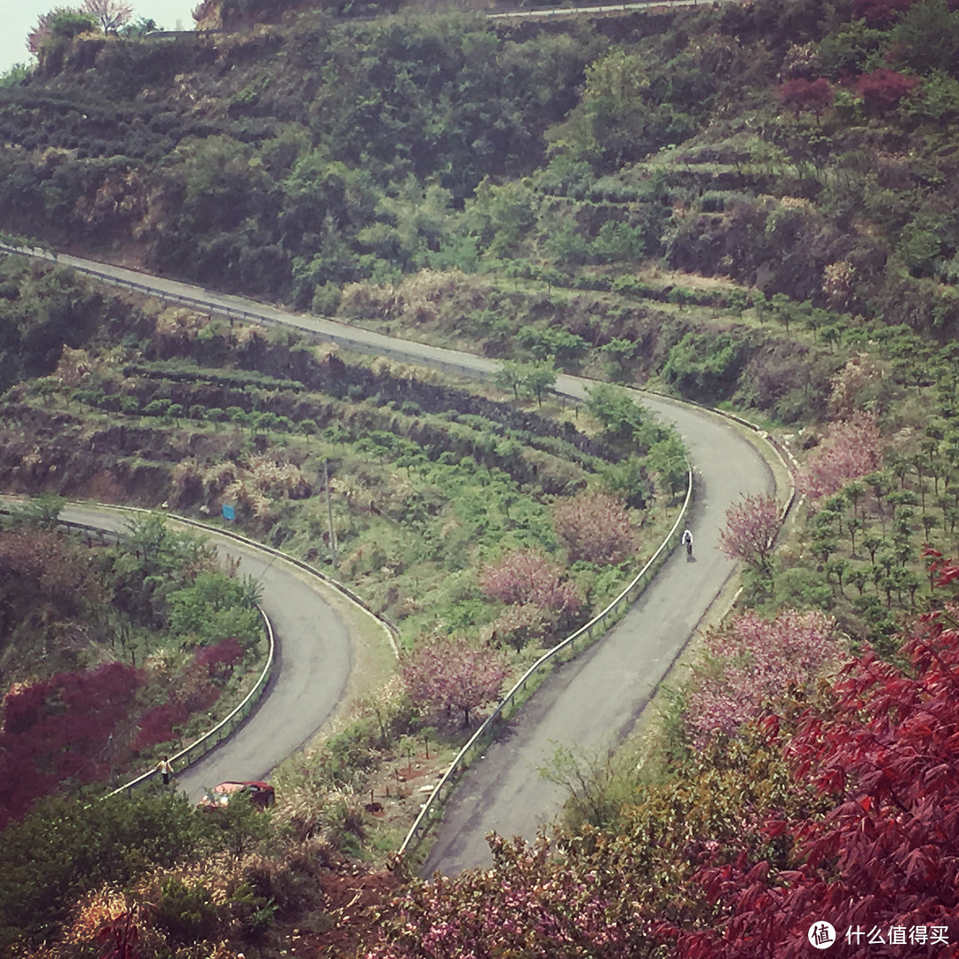 樱花落如雪：四明山七彩白鹿小环线骑游记