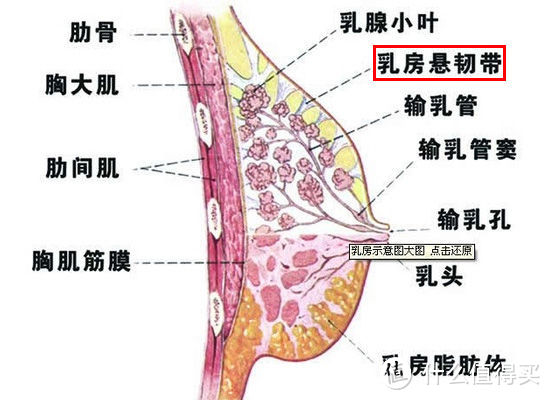 女性运动需对自己多一份关爱—再谈运动bra的重要性