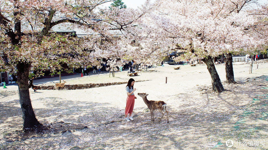 #剁主计划-上海#与剁友的姬情日本樱花佛系之旅