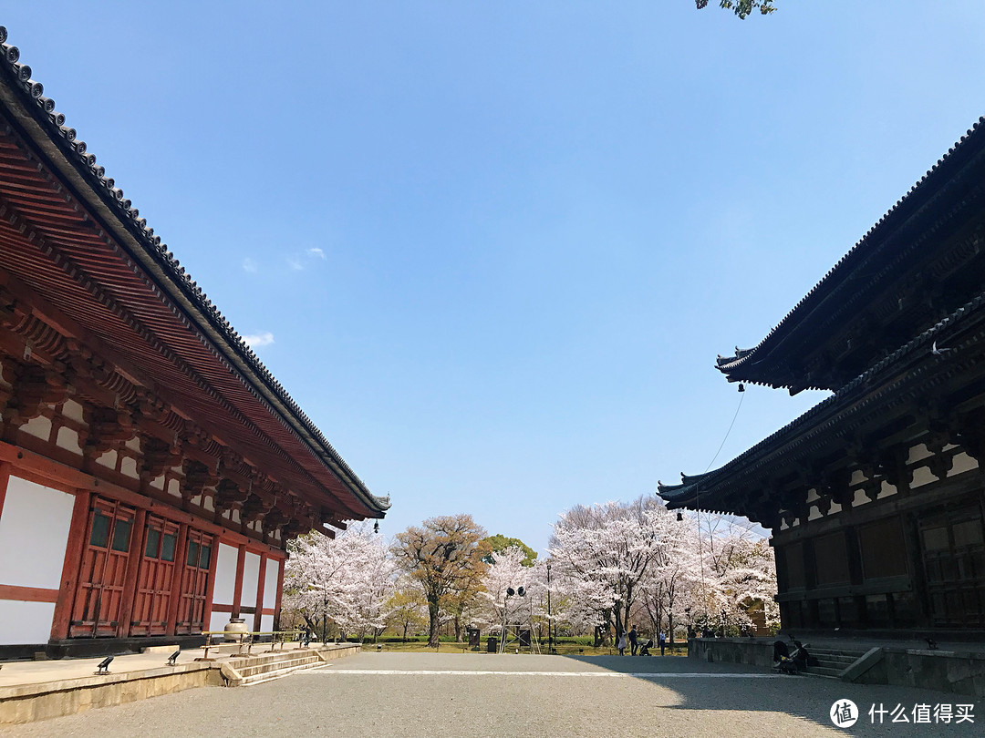 歪打正着的樱花季，从含苞到盛放的大阪京都9日赏樱之旅