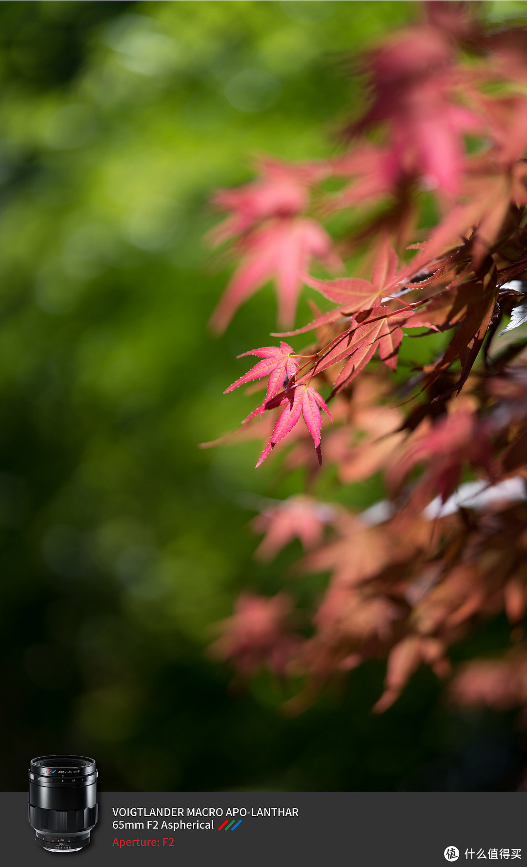 为了这枚镜头，去买个机身—Voigtländer 福伦达 65mm F2 APO-Lanthar Macro 镜头评测