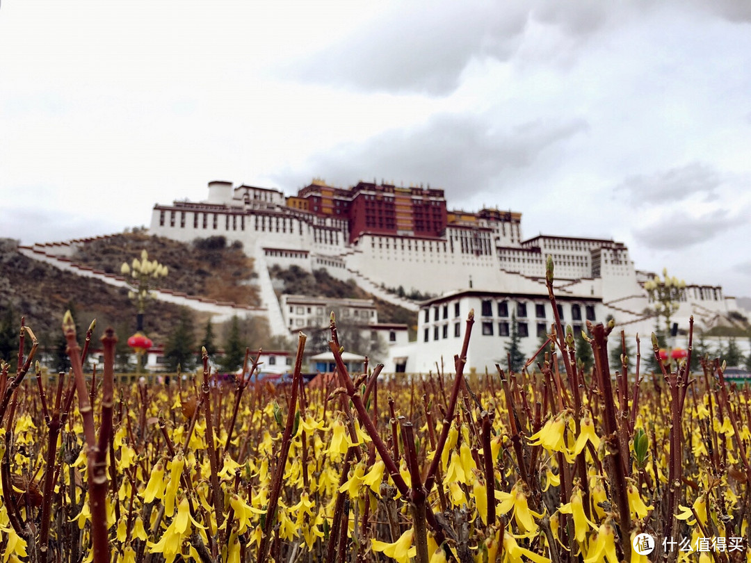 不为朝圣，只为美景！小女子西藏林芝赏花之旅（大量美图和经验）