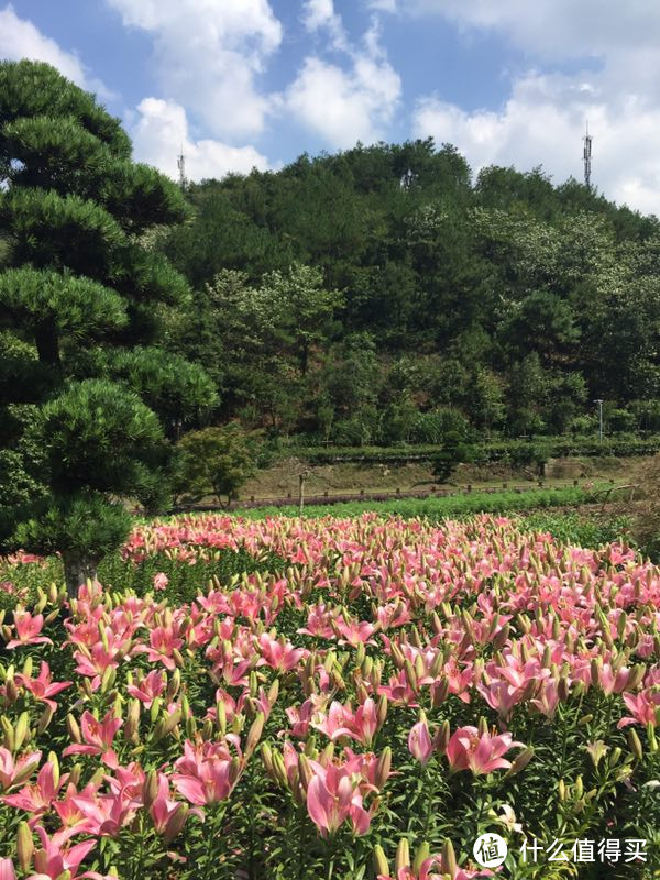 #剁主计划-宁波#后花园里的私家花园—宁波花博园度假酒店