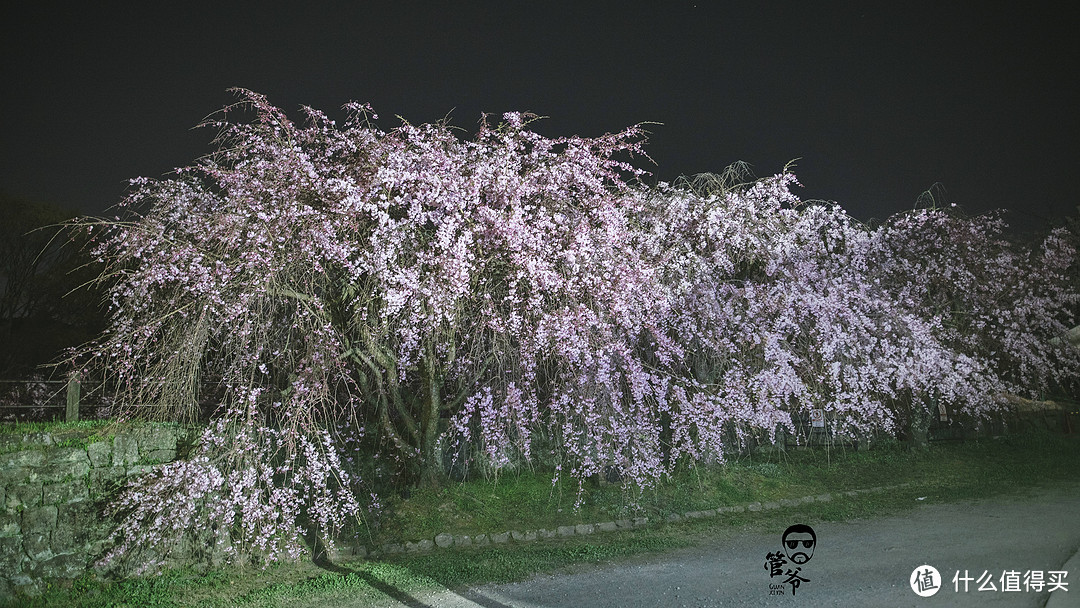 九州本州关西樱花温泉寺庙之旅