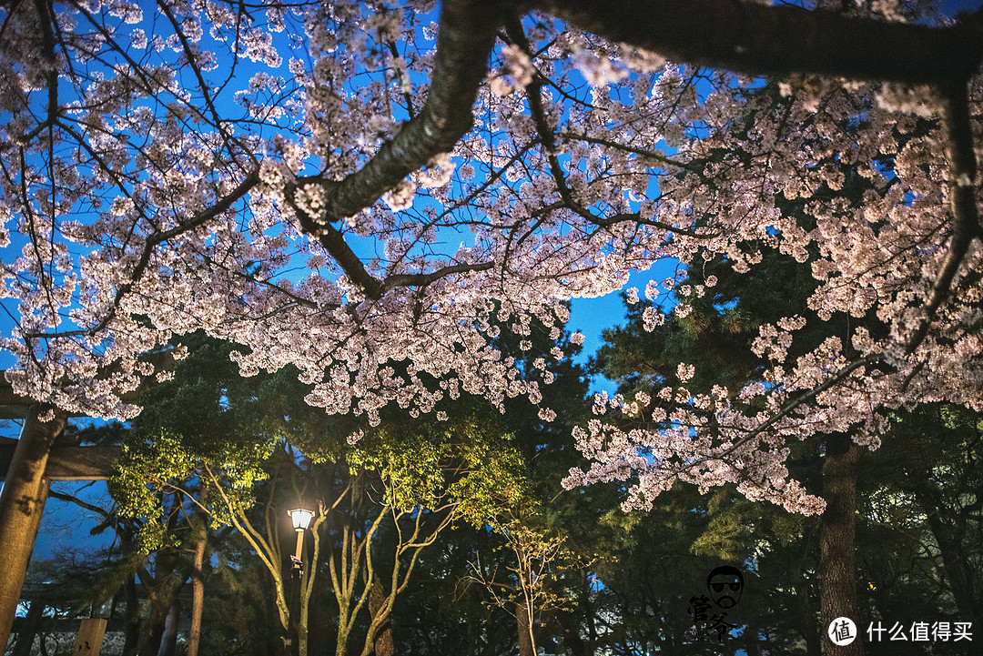 九州本州关西樱花温泉寺庙之旅