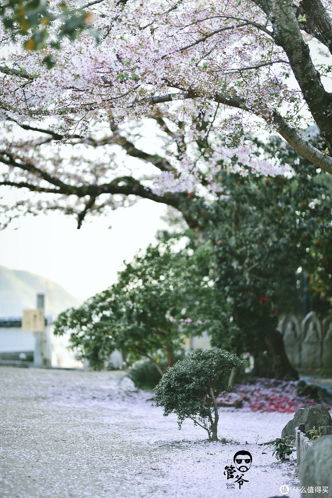 九州本州关西樱花温泉寺庙之旅