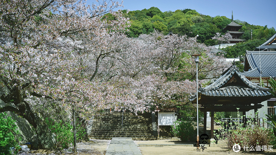 九州本州关西樱花温泉寺庙之旅