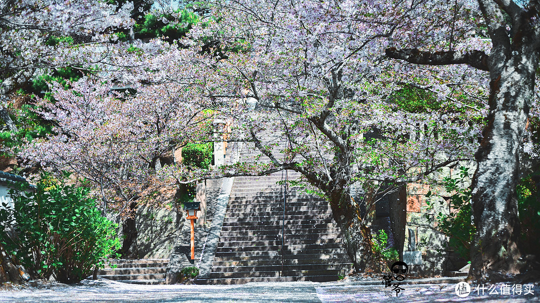 九州本州关西樱花温泉寺庙之旅