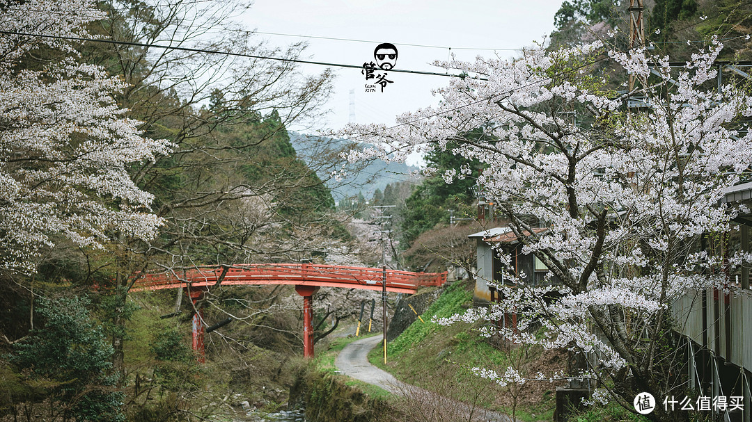 九州本州关西樱花温泉寺庙之旅