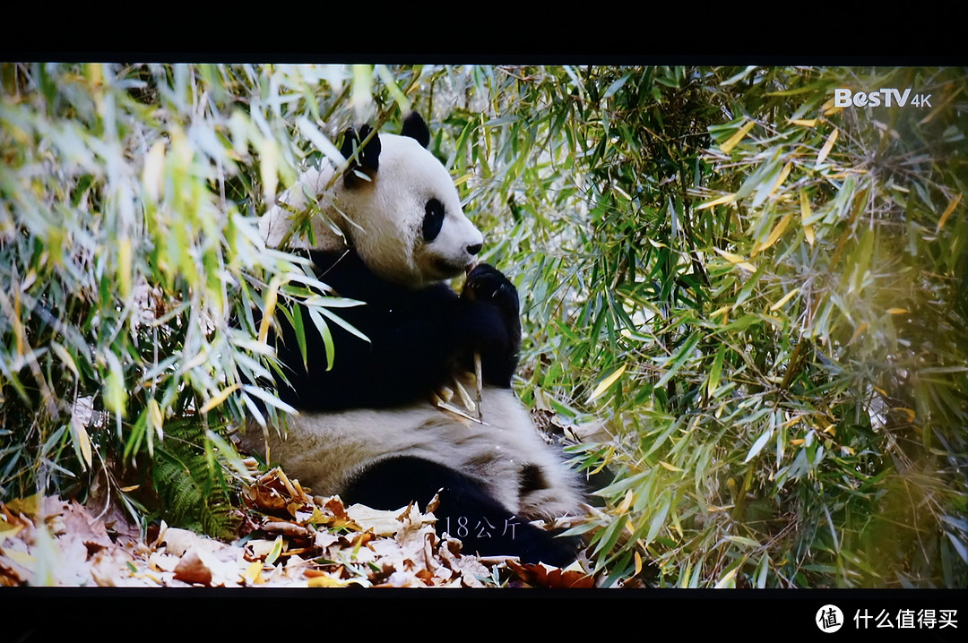 买得起的量子点，一路走来的风行——风行Q55量子点电视评测