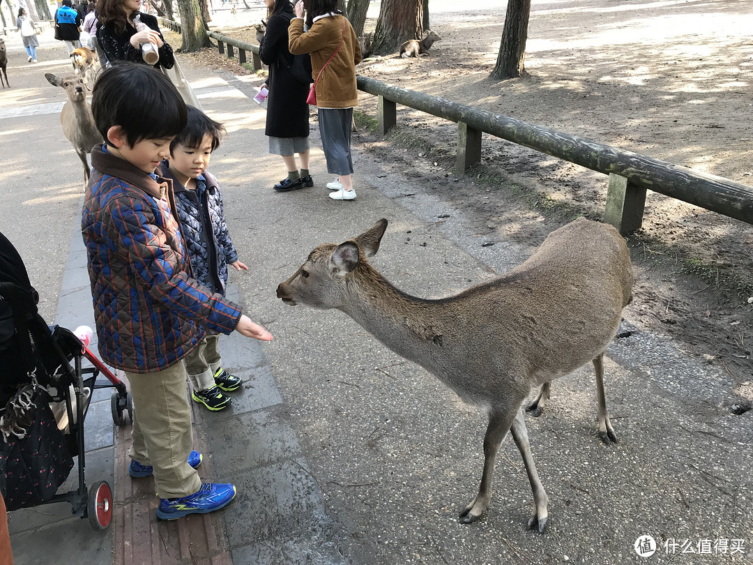 五一假期太短？十一假期去日本吧！红叶季游大阪、奈良、京都攻略收好！