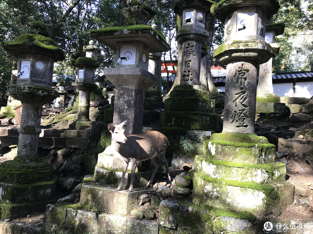 五一假期太短？十一假期去日本吧！红叶季游大阪、奈良、京都攻略收好！