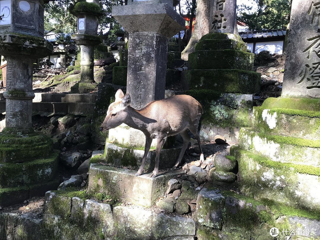 五一假期太短？十一假期去日本吧！红叶季游大阪、奈良、京都攻略收好！