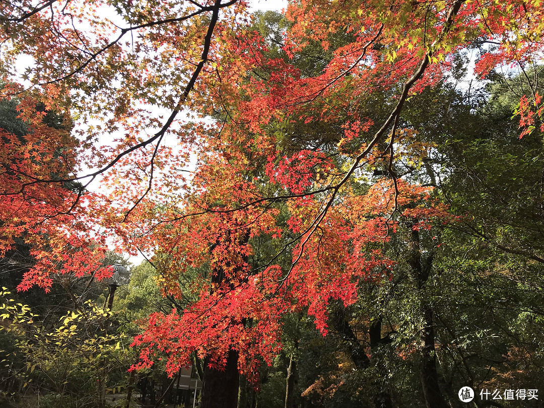 五一假期太短？十一假期去日本吧！红叶季游大阪、奈良、京都攻略收好！