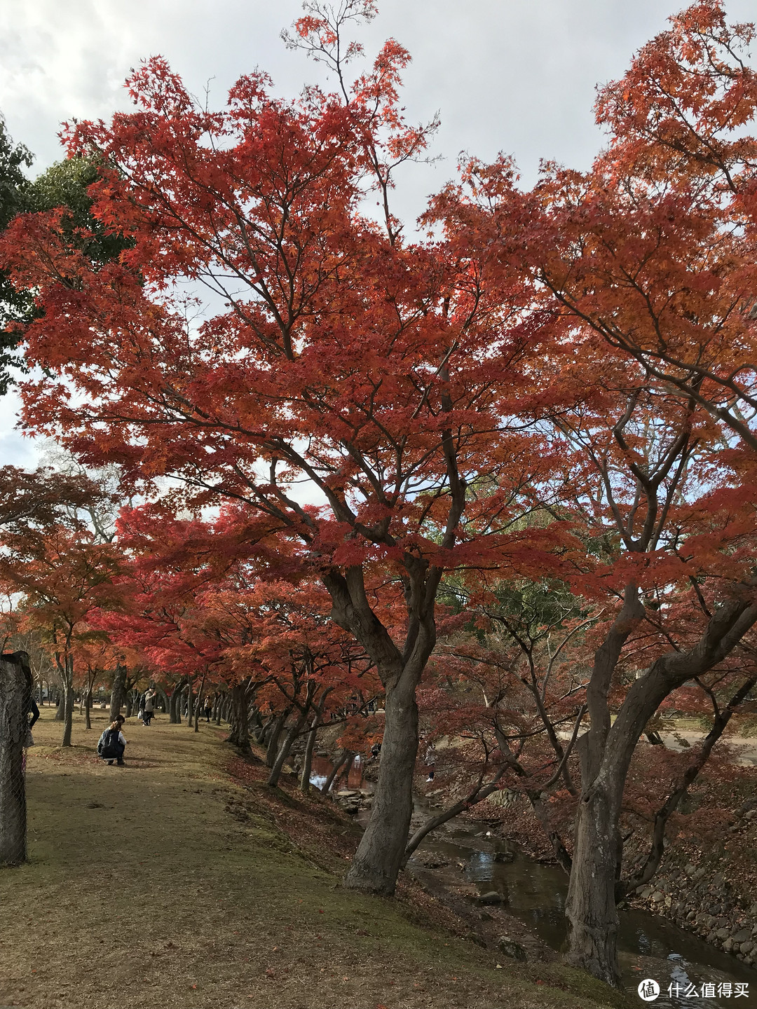 五一假期太短？十一假期去日本吧！红叶季游大阪、奈良、京都攻略收好！