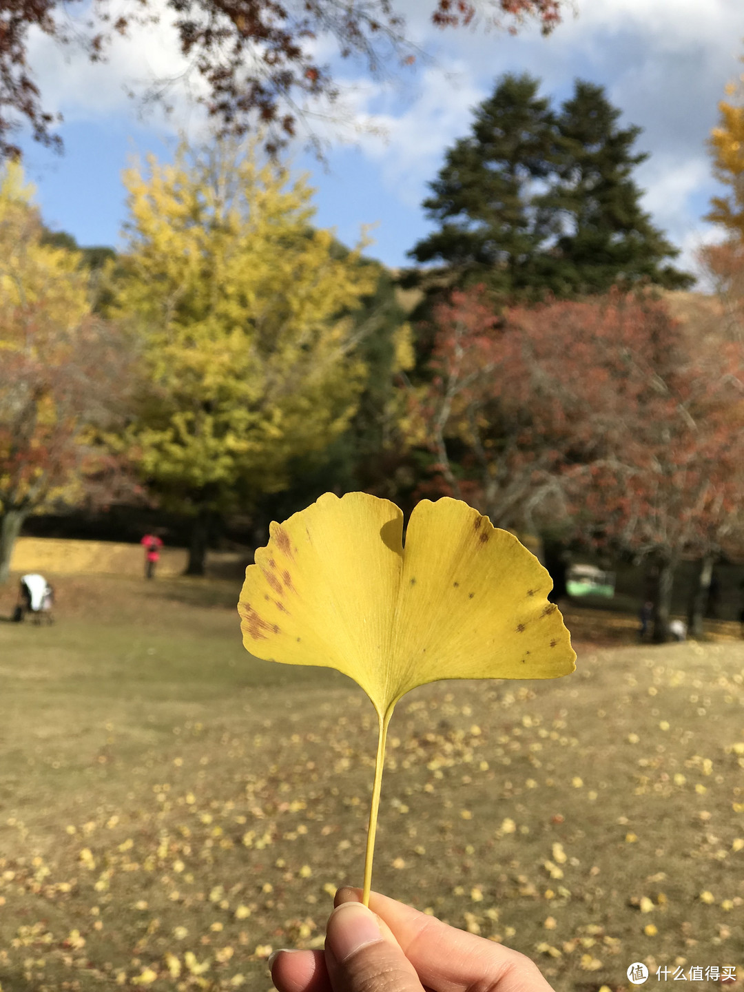 五一假期太短？十一假期去日本吧！红叶季游大阪、奈良、京都攻略收好！