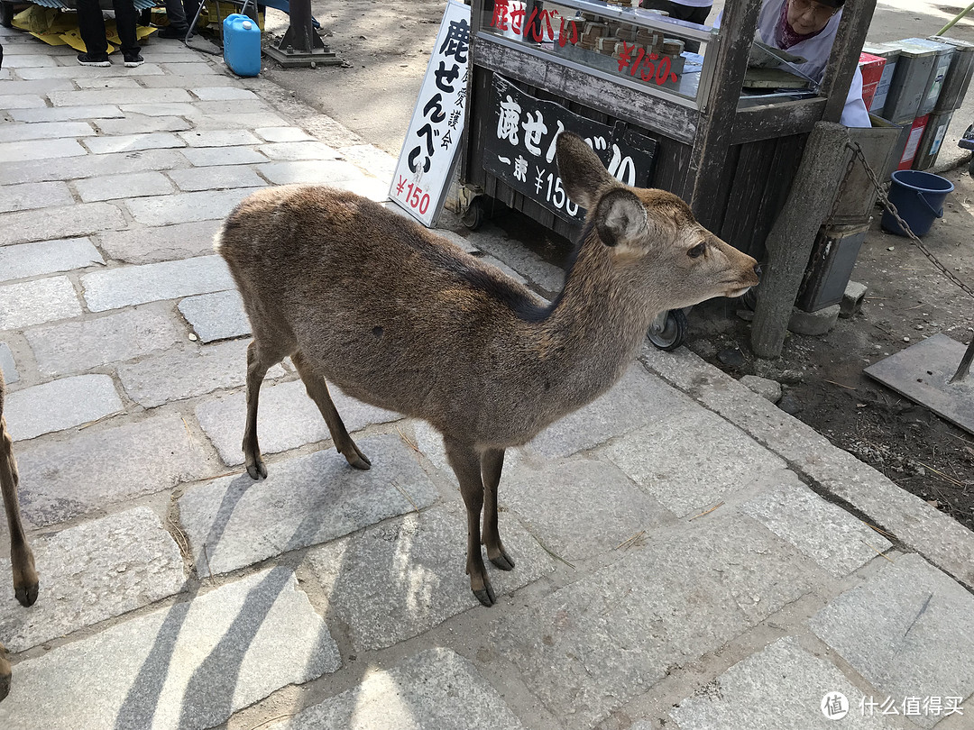 五一假期太短？十一假期去日本吧！红叶季游大阪、奈良、京都攻略收好！