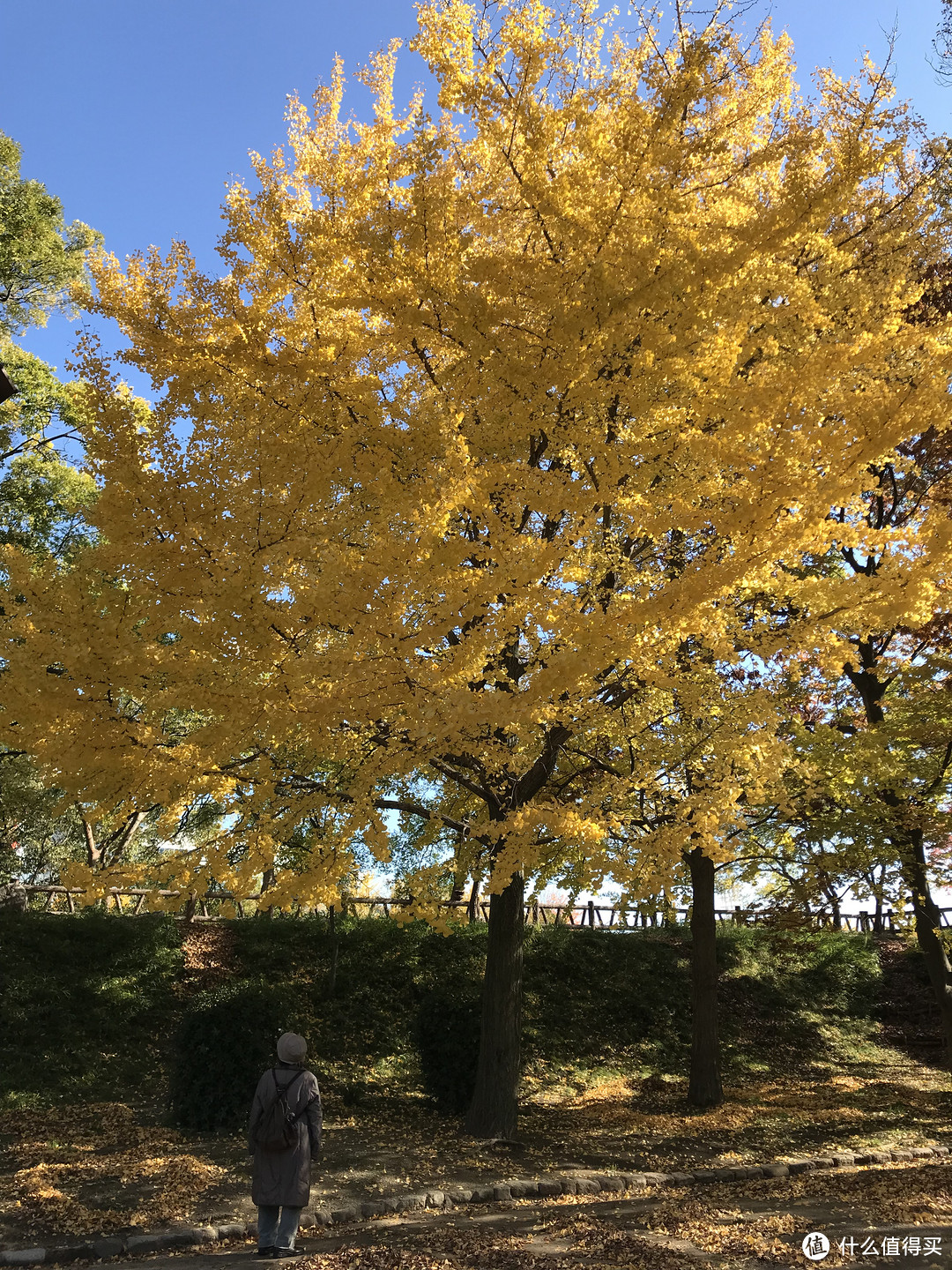 五一假期太短？十一假期去日本吧！红叶季游大阪、奈良、京都攻略收好！