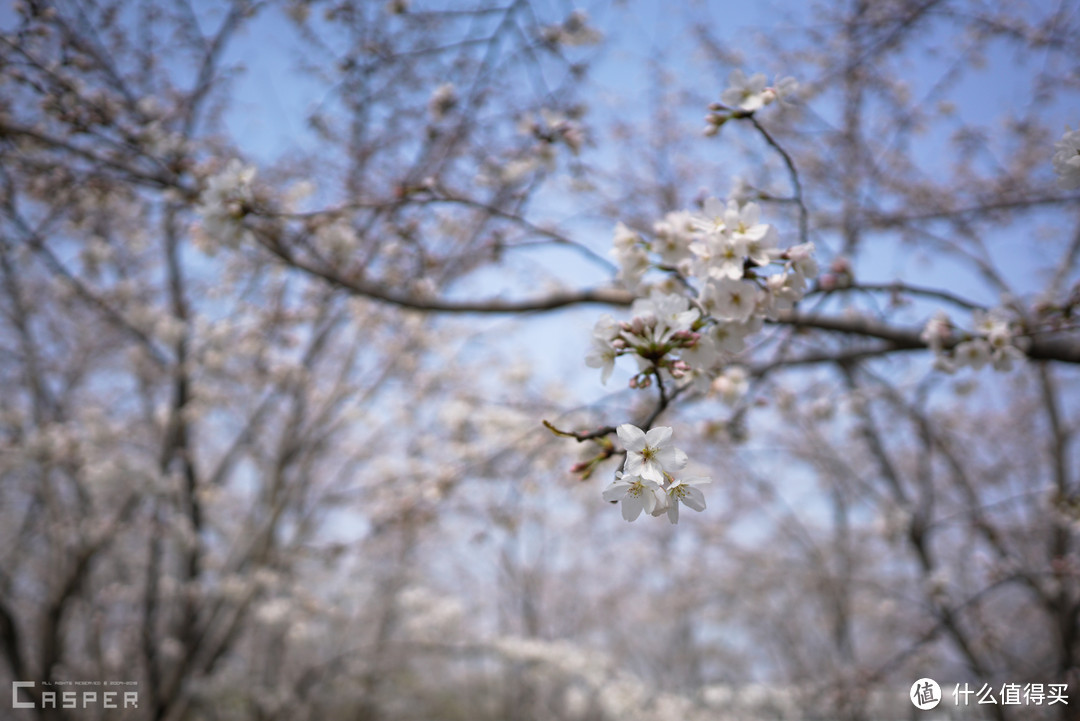 Zeiss 蔡司 loxia25mm f2.4 镜头 使用分享