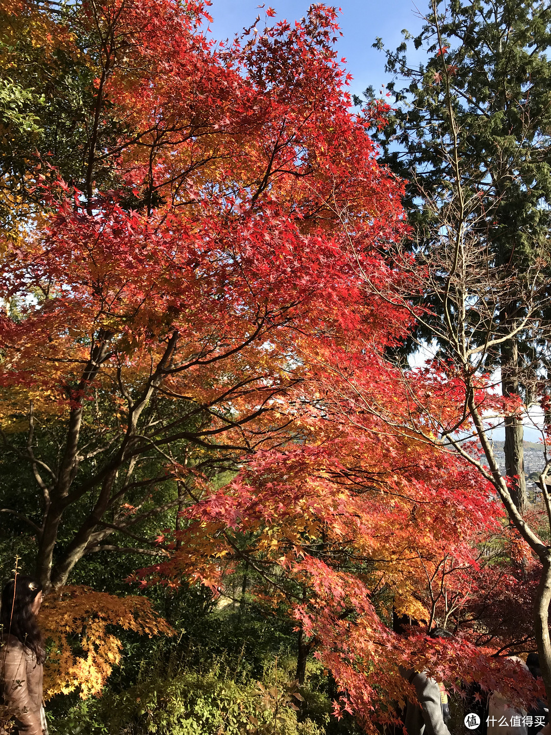 五一假期太短？十一假期去日本吧！红叶季游大阪、奈良、京都攻略收好！