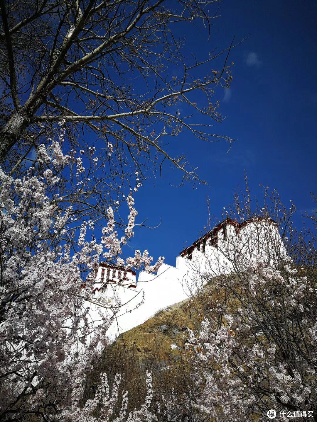 不为朝圣，只为美景！小女子西藏林芝赏花之旅（大量美图和经验）