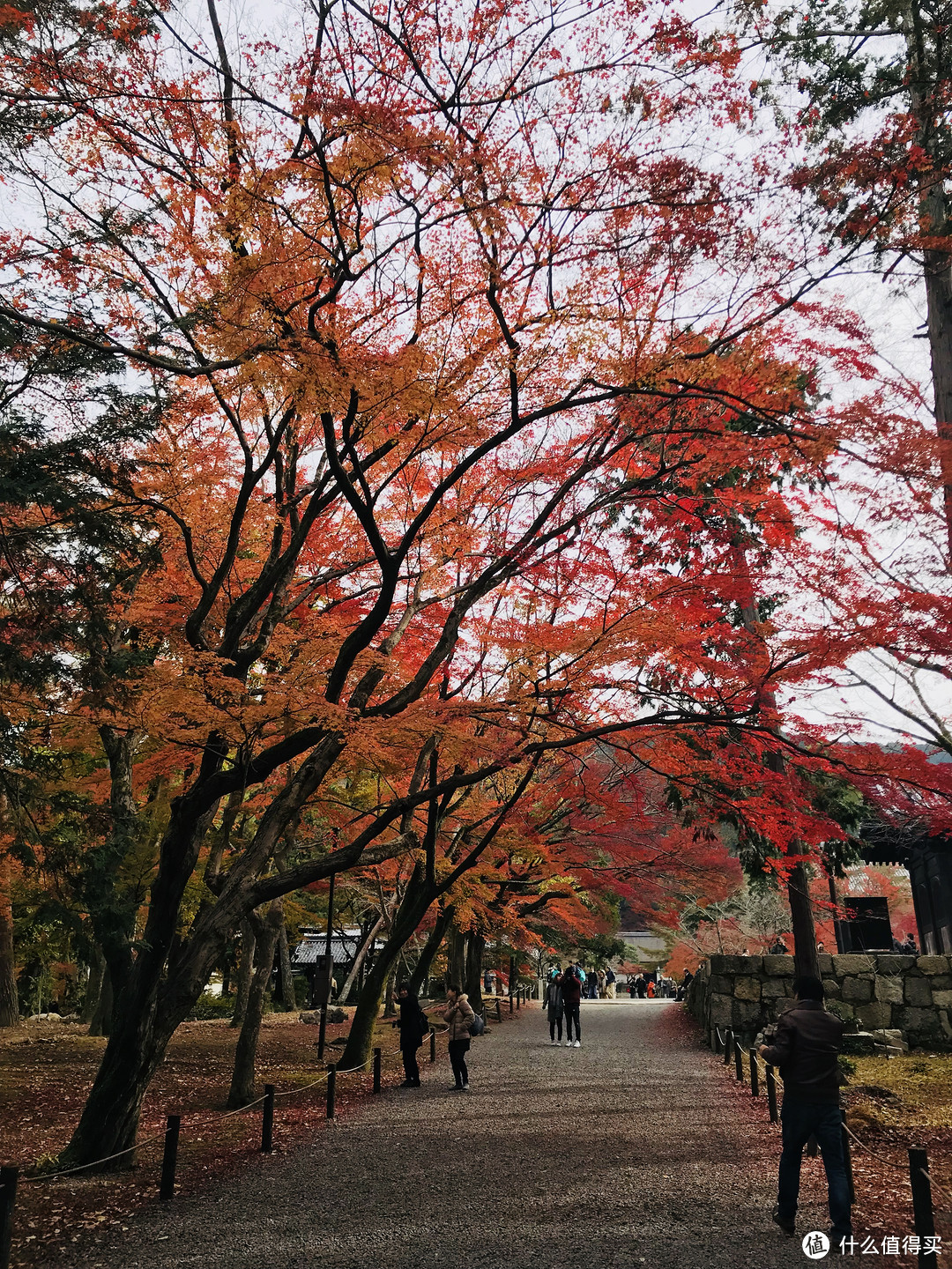 五一假期太短？十一假期去日本吧！红叶季游大阪、奈良、京都攻略收好！