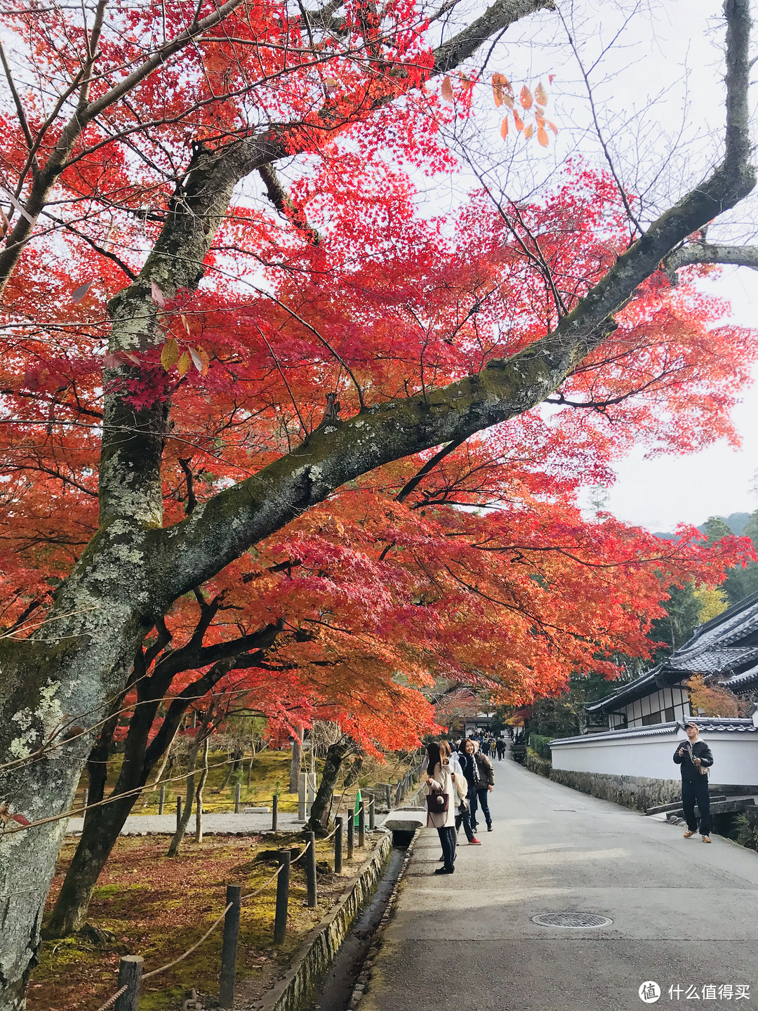 五一假期太短？十一假期去日本吧！红叶季游大阪、奈良、京都攻略收好！