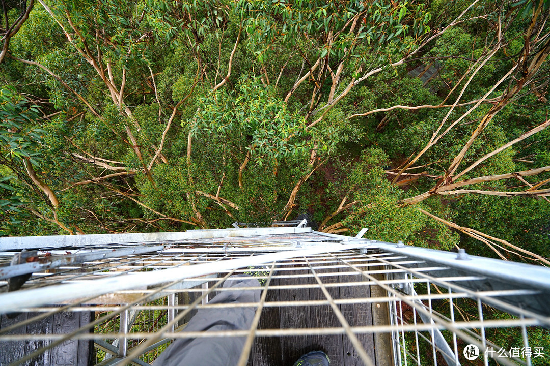 Gloucester Tree