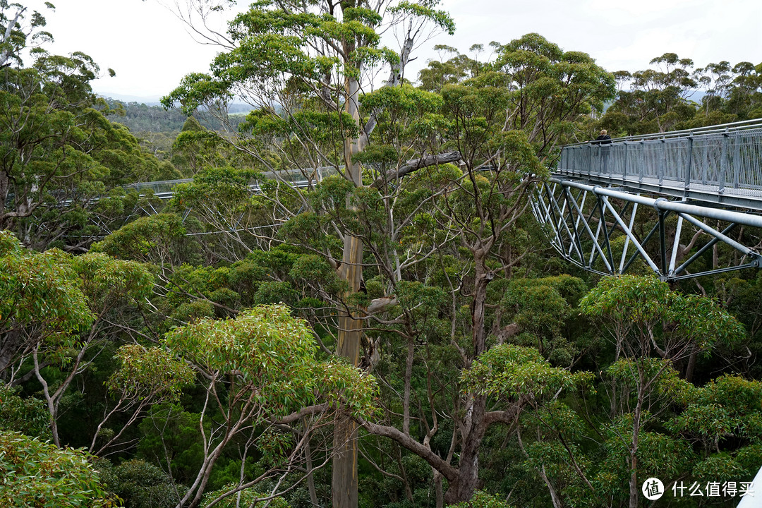 Tree Top Walk