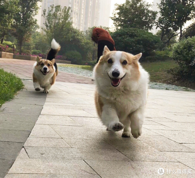 养一只乖巧的母柯基是什么样的体验 宠物食具水具 什么值得买