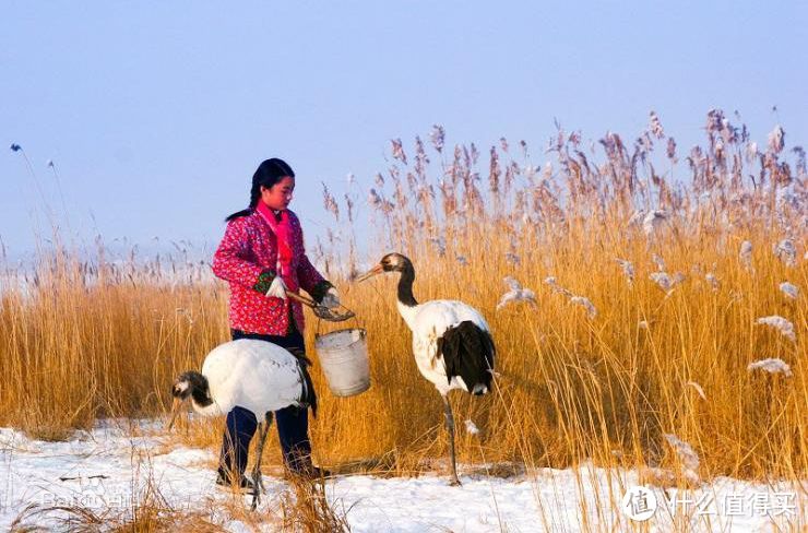 小长假的走走停停—丹顶鹤湿地保护区浮光掠影