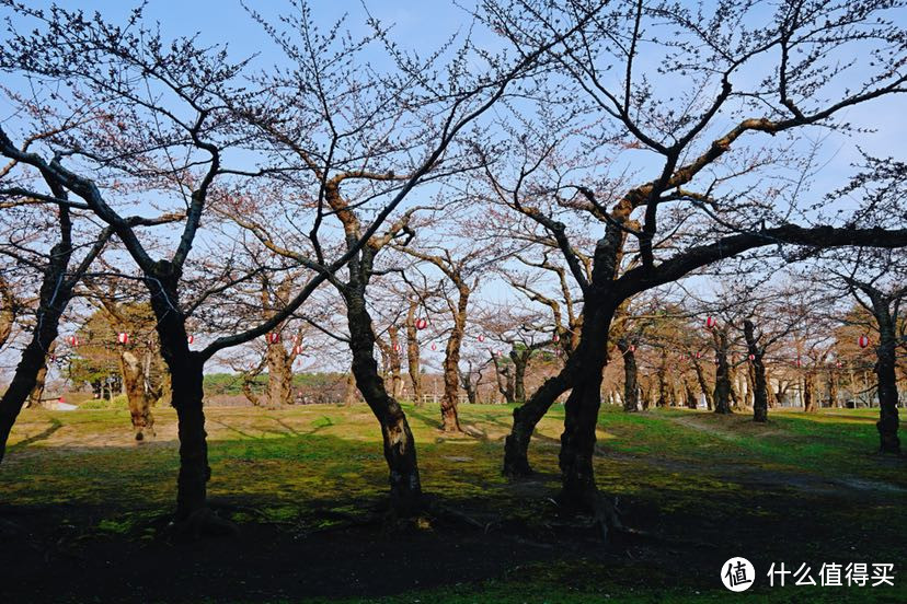 今年花开正春天：日本东北赏樱美食之旅