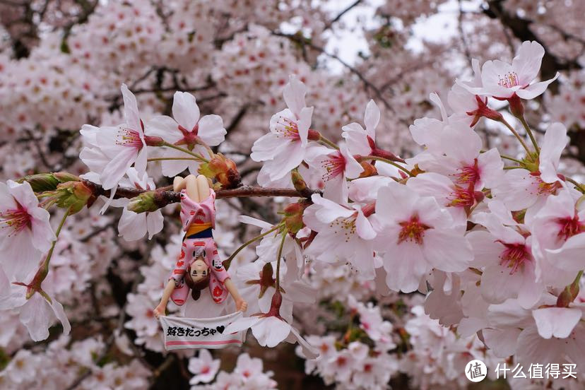 今年花开正春天：日本东北赏樱美食之旅