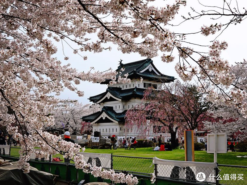 今年花开正春天：日本东北赏樱美食之旅