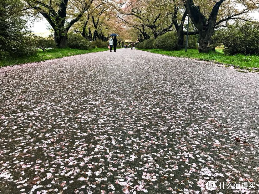 今年花开正春天：日本东北赏樱美食之旅