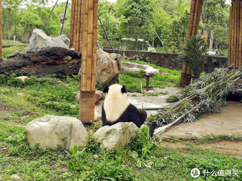 变身萌滚奶妈！体验大熊猫铲屎官的成都之行