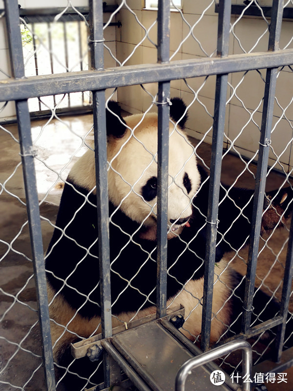 变身萌滚奶妈！体验大熊猫铲屎官的成都之行