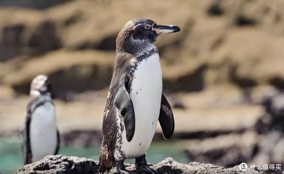 种草 | 这就是我心心念的加拉帕戈斯Galápagos