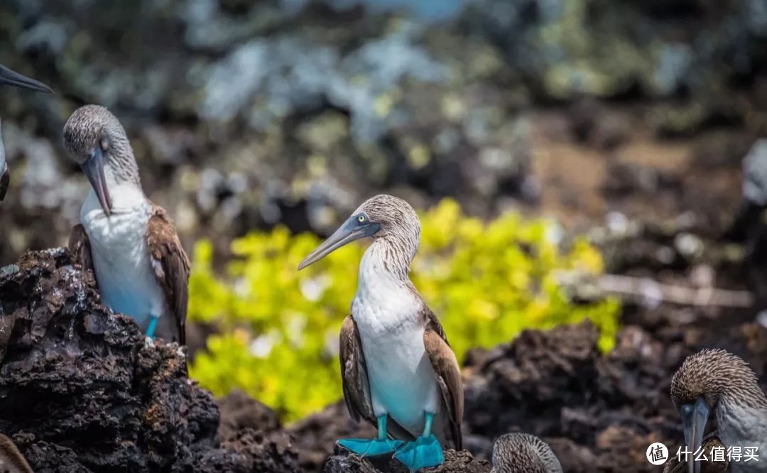 种草 | 这就是我心心念的加拉帕戈斯Galápagos