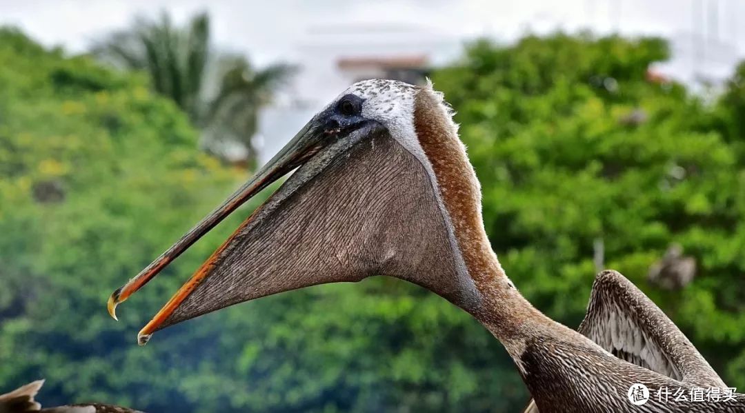 种草 | 这就是我心心念的加拉帕戈斯Galápagos