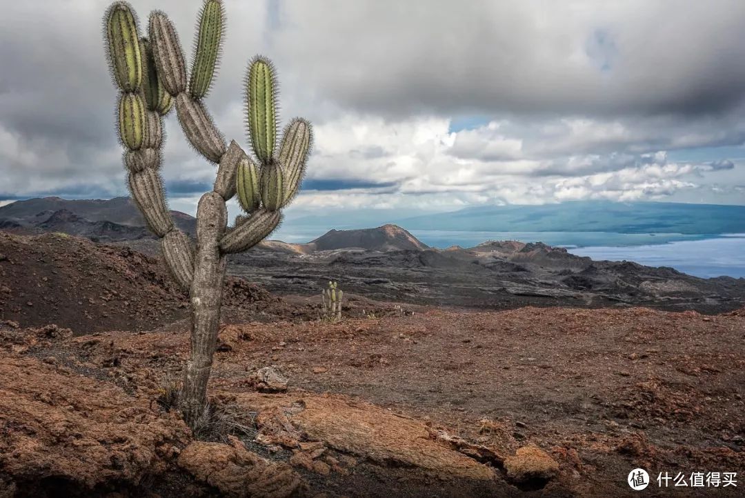 种草 | 这就是我心心念的加拉帕戈斯Galápagos