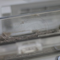 小米 米家 扫地机器人使用总结(尘盒|边刷|前轮|主刷|app)