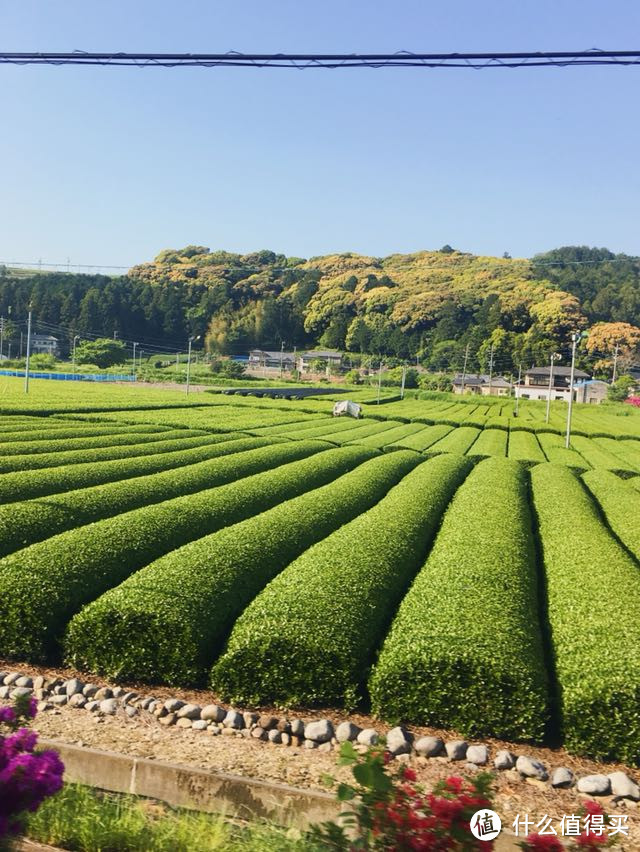 带着别人家的娃游日本！静冈、名古屋、东京、热海9日游