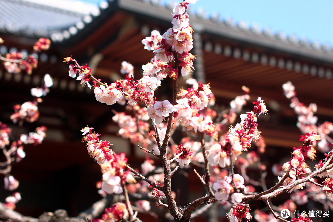 玩在樱花盛开前—3月东京关西8天游及可能有用的攻略