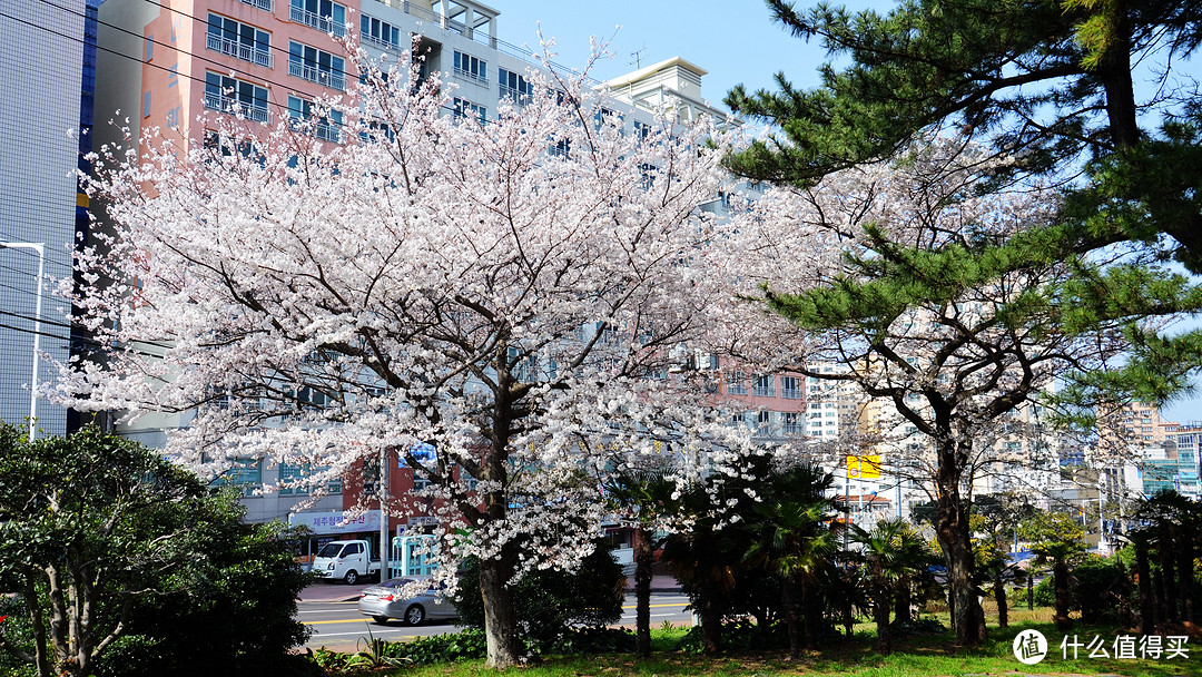 赏樱？不只有日本才可以—济州岛纯玩赏樱7日自由行