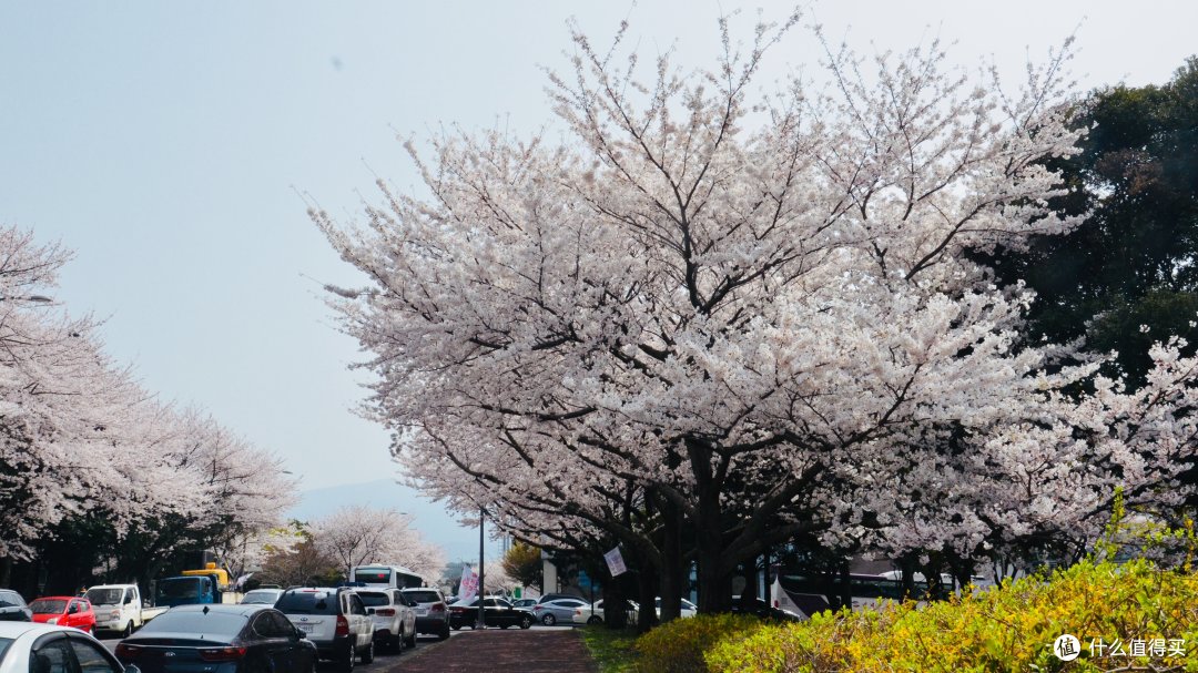 赏樱?不只有日本才可以—济州岛纯玩赏樱7日自由行