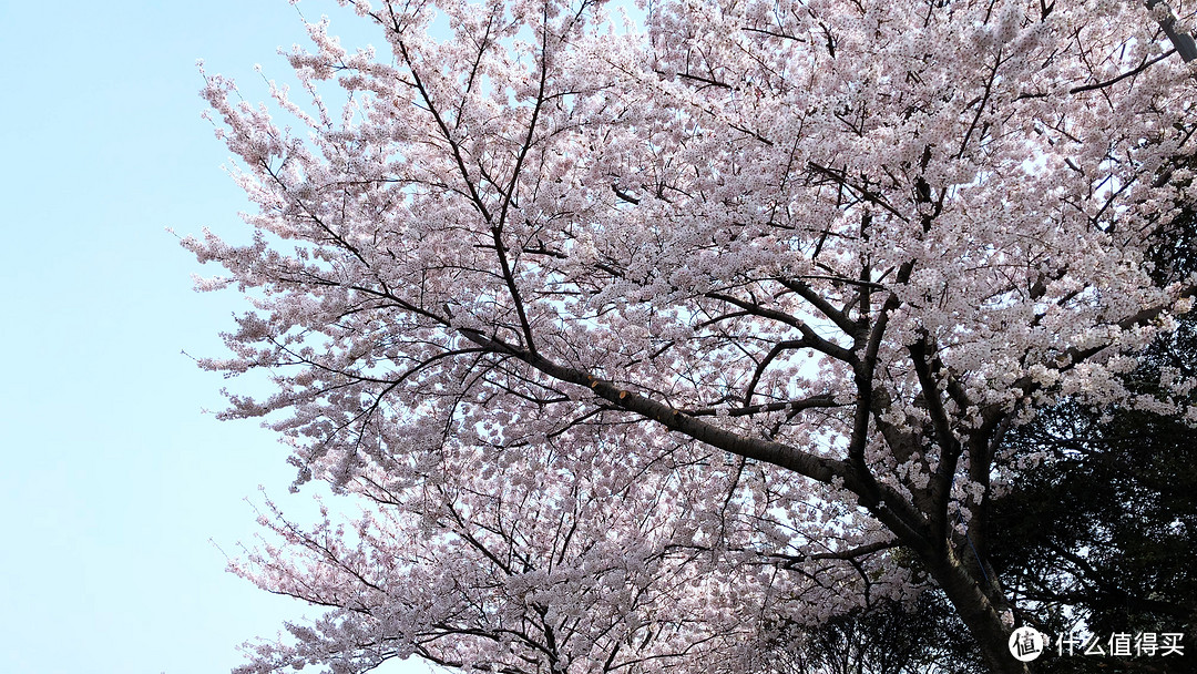 赏樱？不只有日本才可以—济州岛纯玩赏樱7日自由行