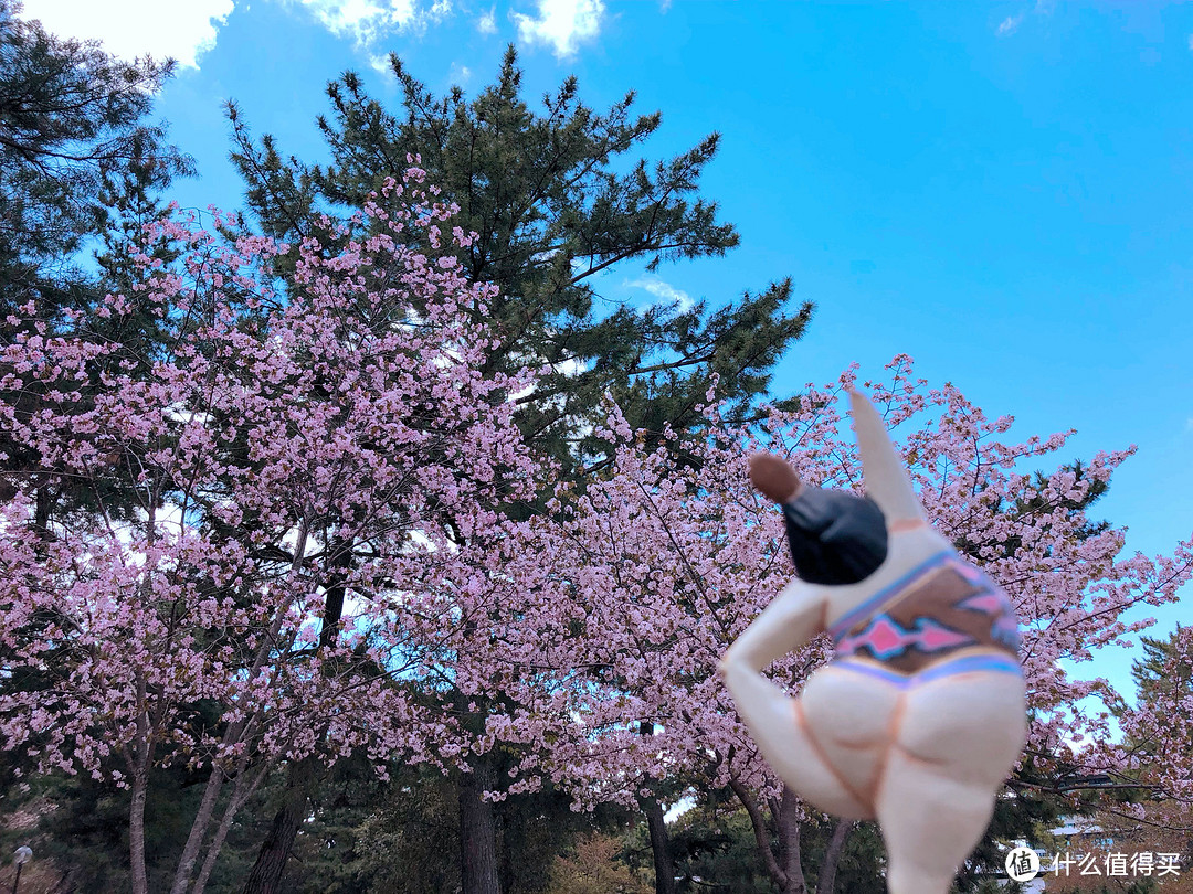胖大美日本关西看樱花叶子之旅:好像根本没打算看樱花